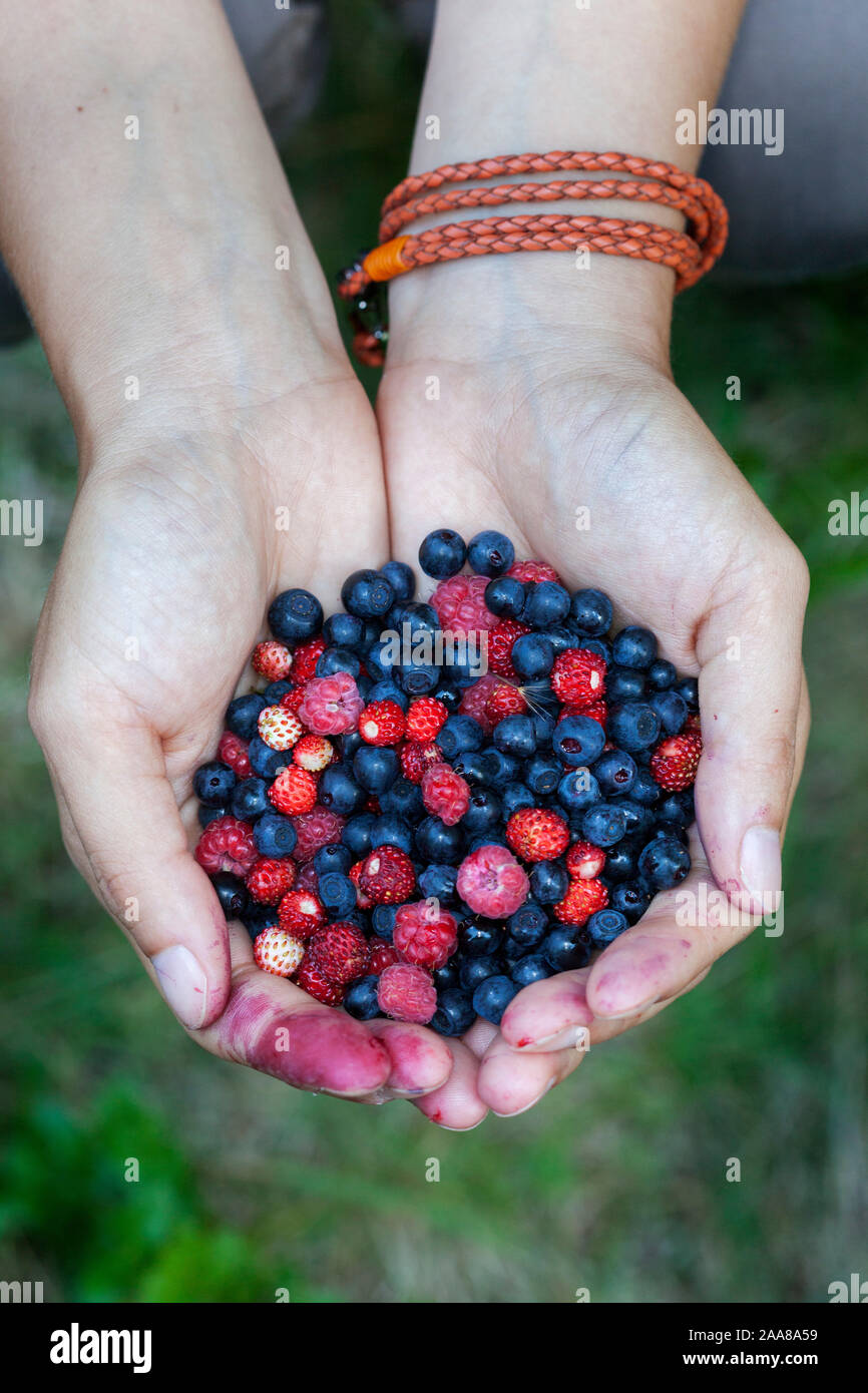 Freshly collected blueberry and the raspberry fruit Stock Photo