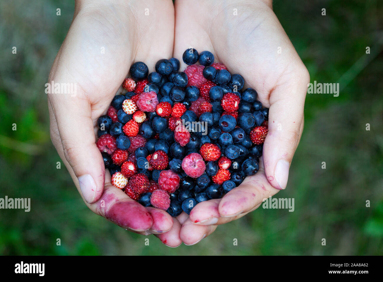 Freshly collected blueberry and the raspberry fruit Stock Photo