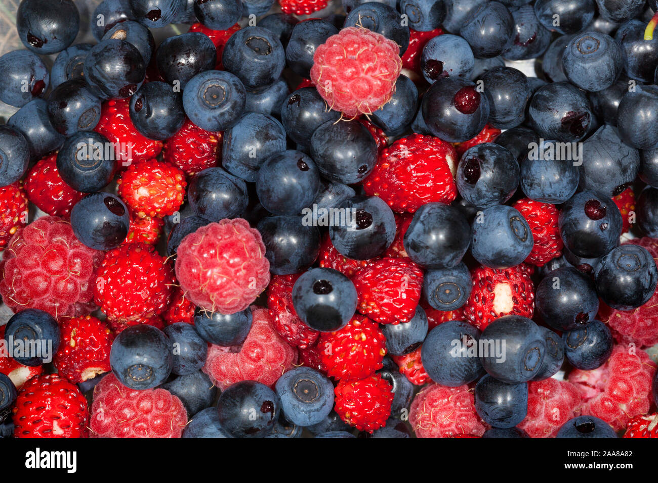 Freshly collected blueberry and the raspberry fruit Stock Photo