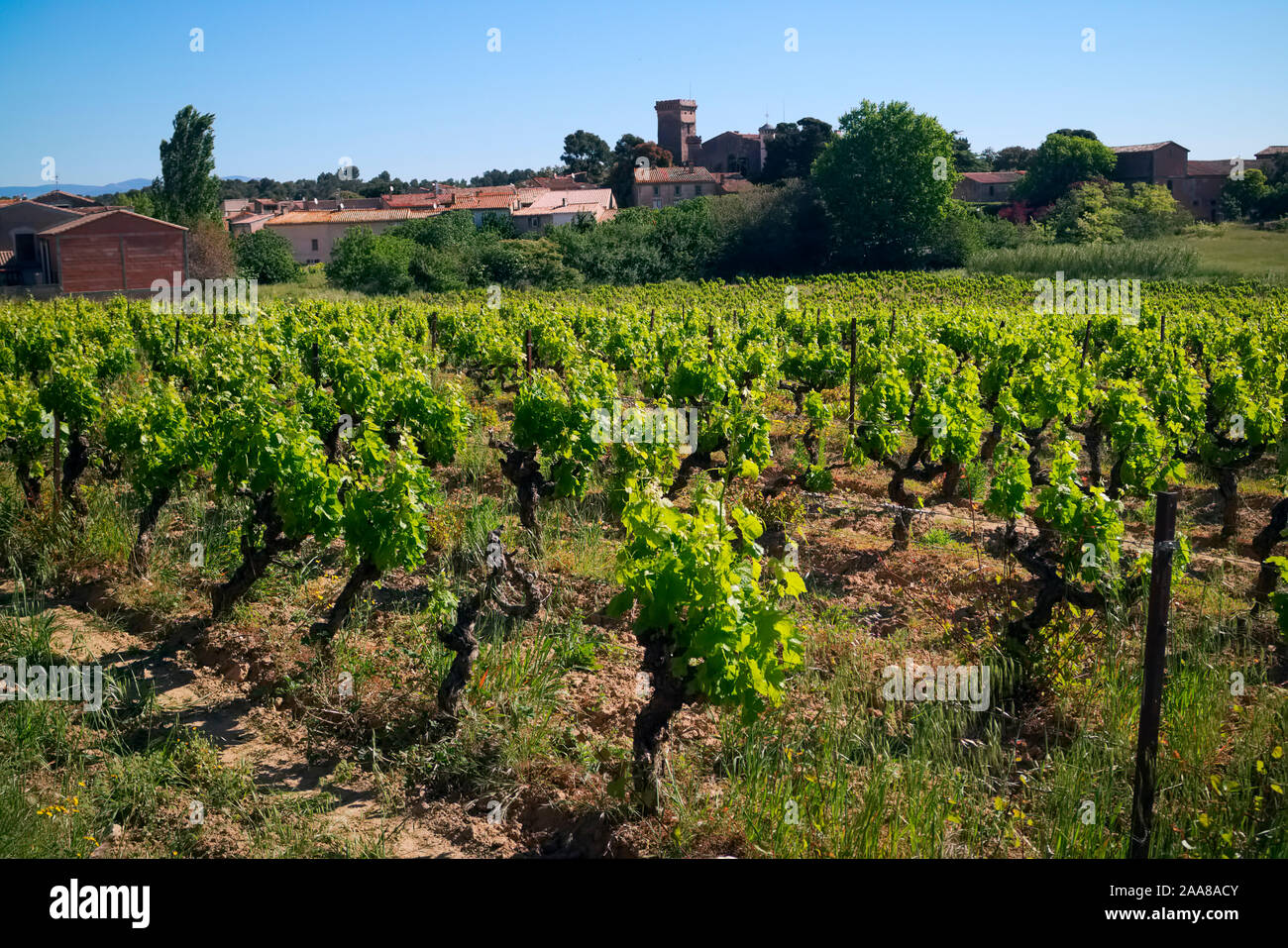 Vineyard in Corbieres, France Stock Photo