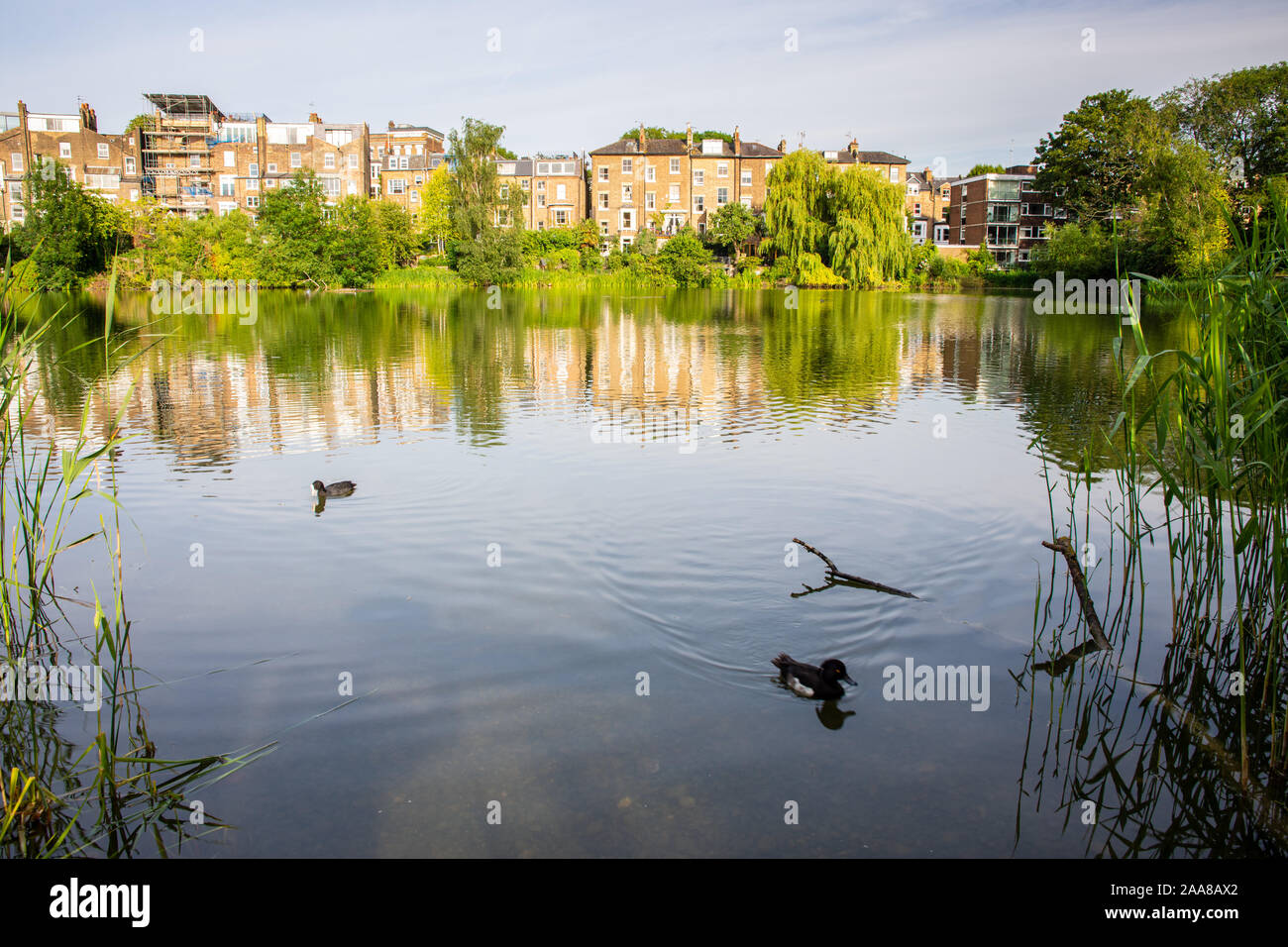 London, England, UK - July 4, 2019: Townhouses and trees are reflected in Hampstead No 2 Pond on London's Hampstead Heath park. Stock Photo