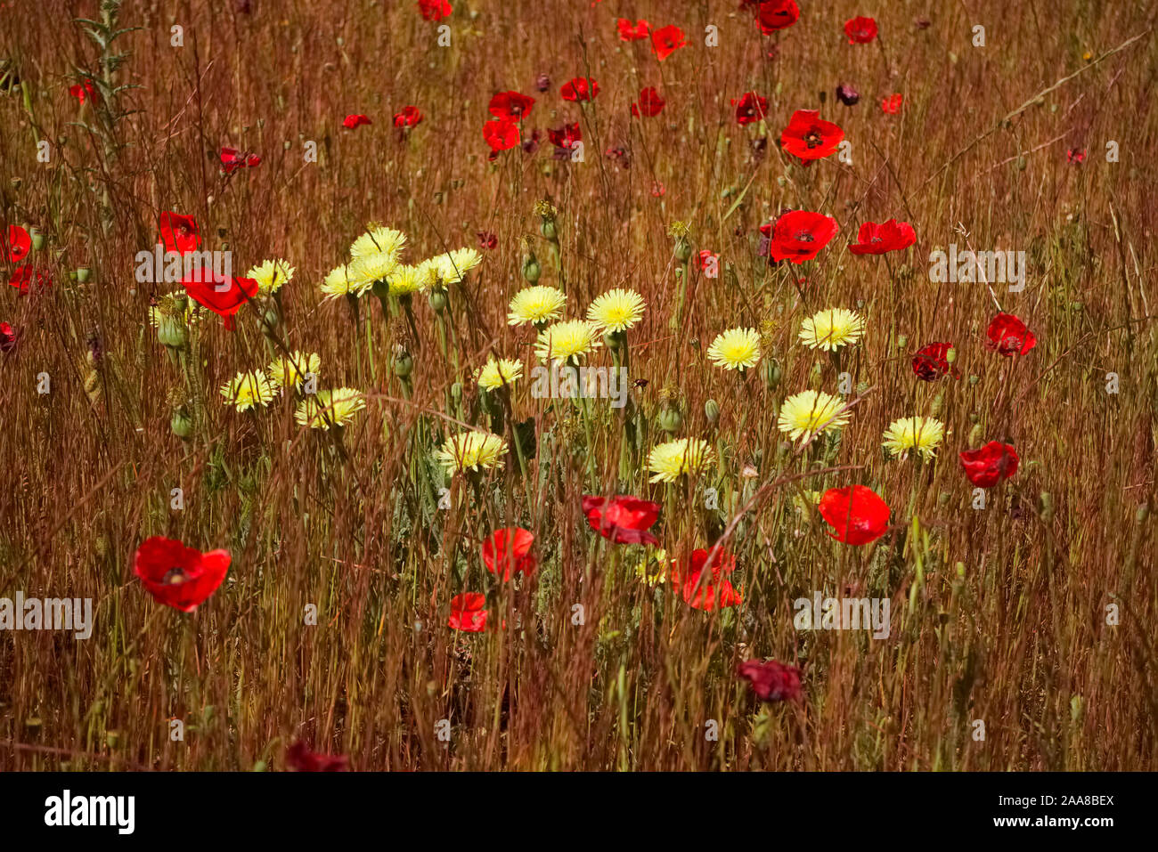 Urospermum dalechampii among Corn Poppies - Papaver rhoeas on cultivated ground in southern France Stock Photo