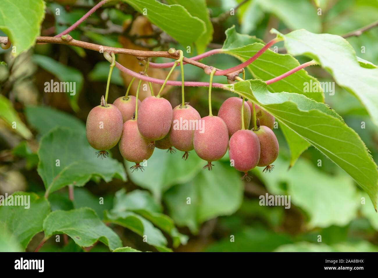 Mini-Kiwi (Actinidia arguta WEIKI ®) Stock Photo