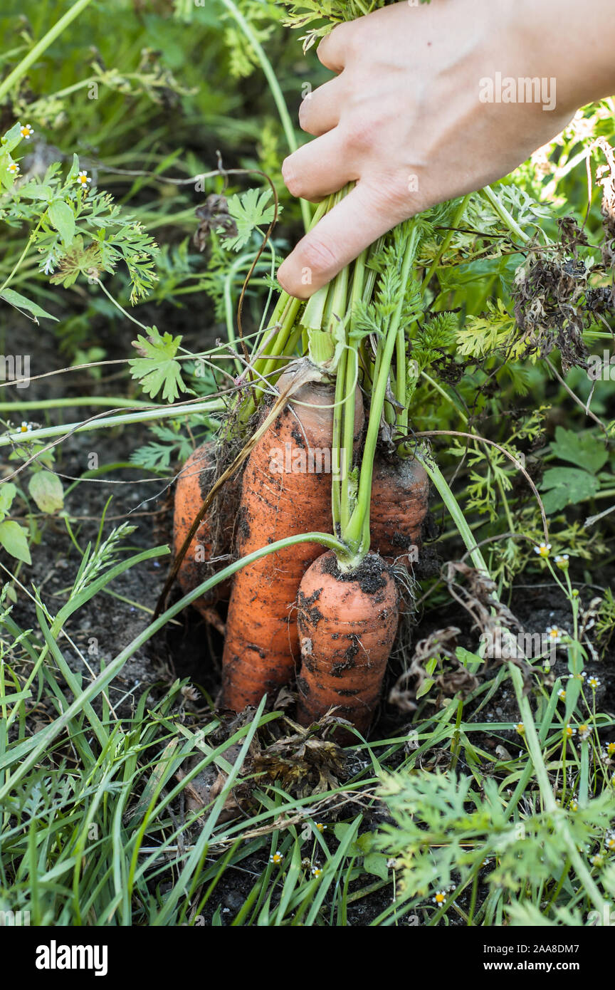 Organic vegetables, farmer picking carrots from the soil, local farming ...