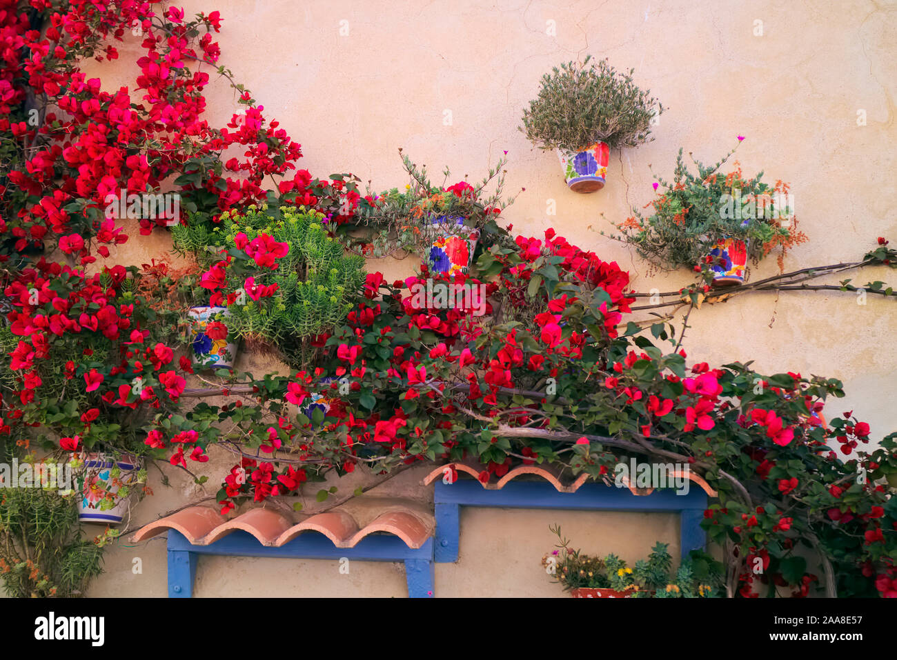 Bougainvillea - red and pots of xerophytic plants on wall of house - Mediterranean. Stock Photo