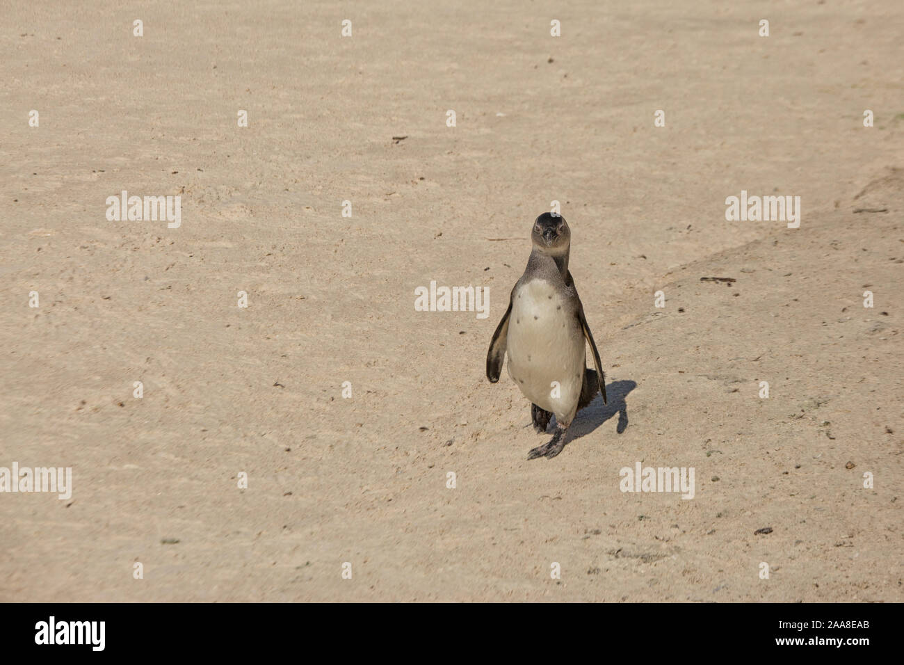 African penguin walking on the beach of Simonstown, South Africa Stock Photo
