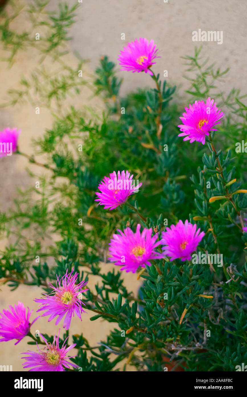 Lampranthus roseus Stock Photo