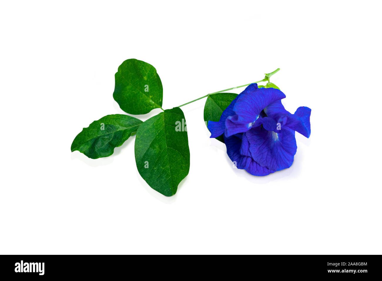 Butterfly pea flower isolated on white background Stock Photo Alamy