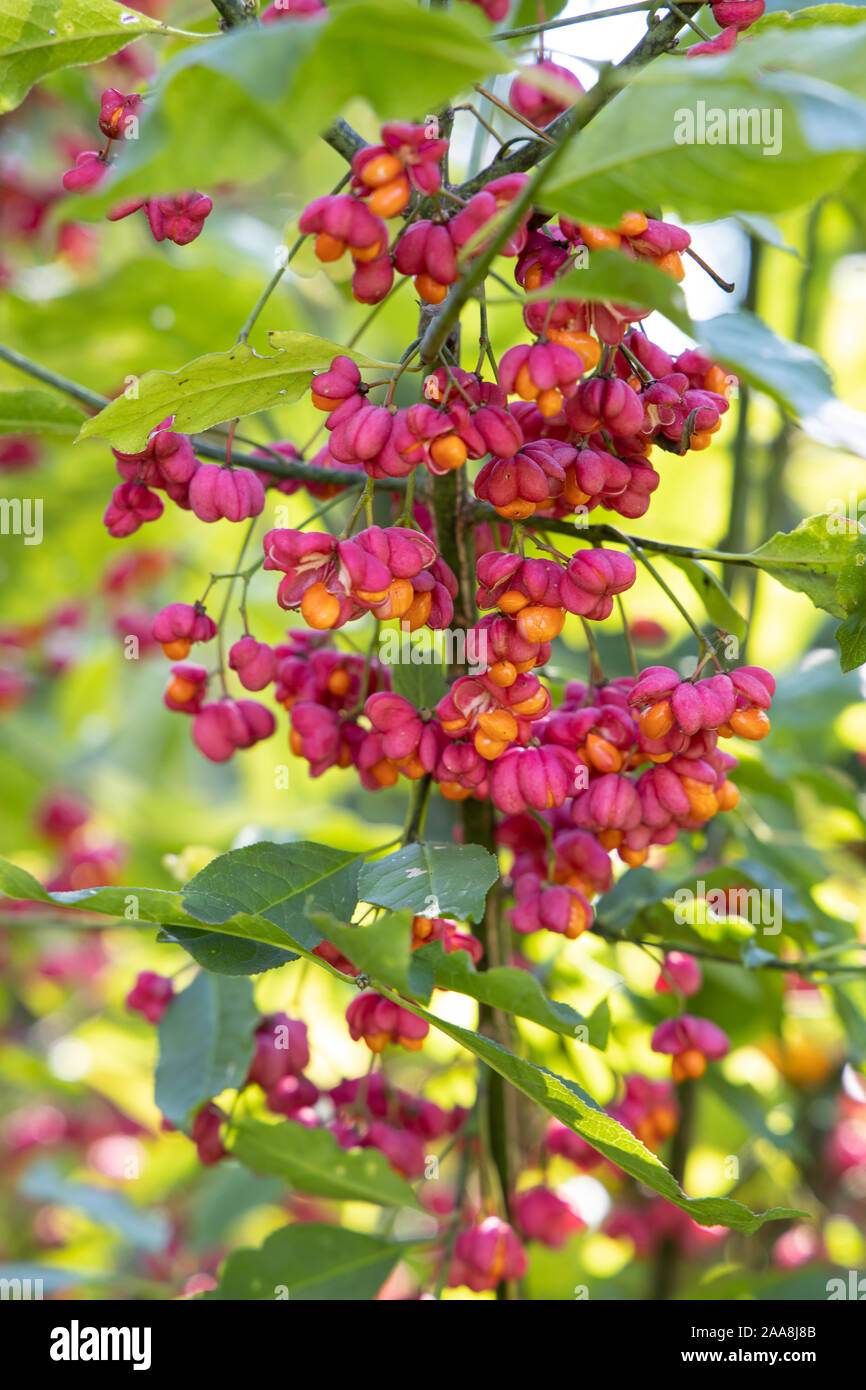 European spindle or Common spindle (Euonymus europaeus) outside flowering red and pink with open petals the seeds are visible on a natural green backg Stock Photo
