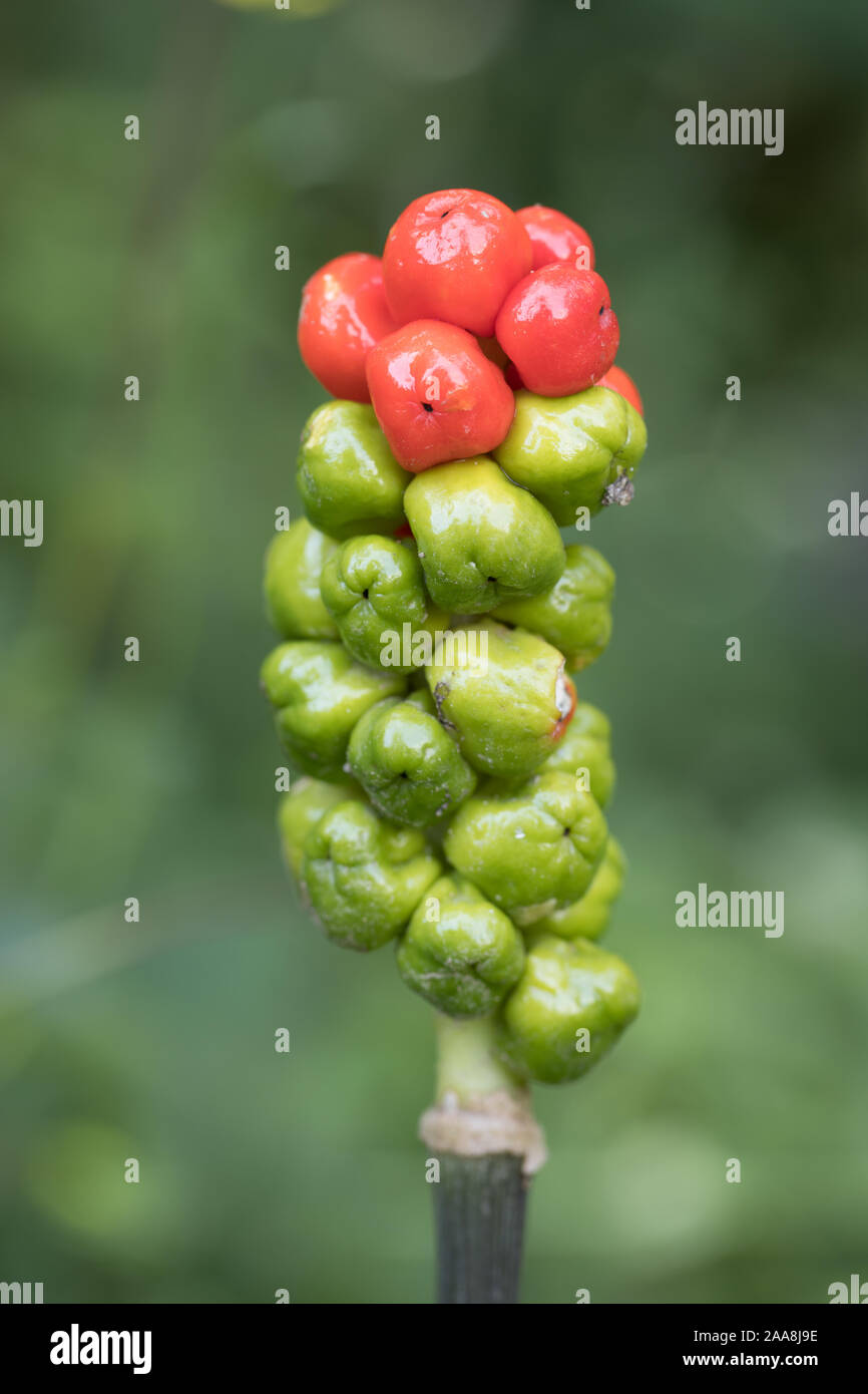 details red and green berries on the stem of the snakehead arum (Arum maculatum) outdoors Stock Photo