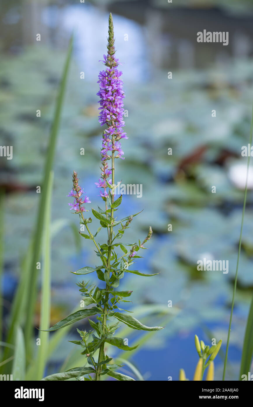purple blooming spiked loosestrife (Lythrum salicaria) and a pond filled with water lily (Nymphaea) in a pond / lake in the background Stock Photo