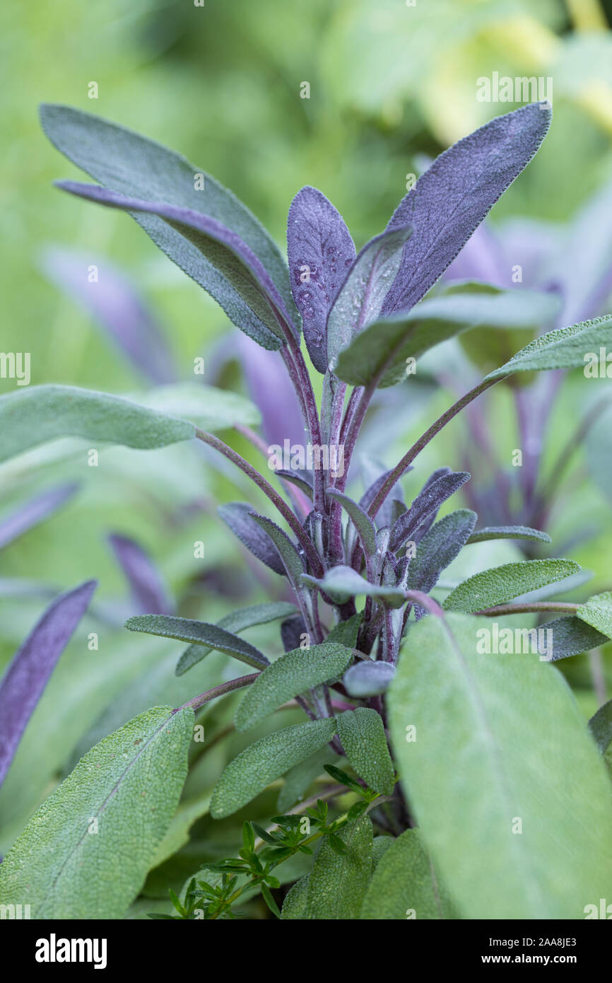 Close-up of red garden sage (Salvia officinalis Purpurascens) with fresh red green leafs outdoors in the garden on a natural bright green unsharp back Stock Photo