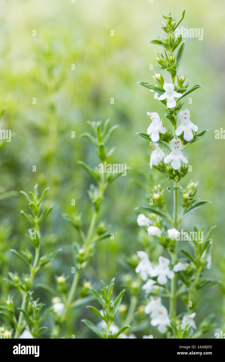 details of winter savory (Satureja Montana Winter-Bohnenkraut) white flowering herb outside in the garden with a natural yellow green unsharp backgrou Stock Photo