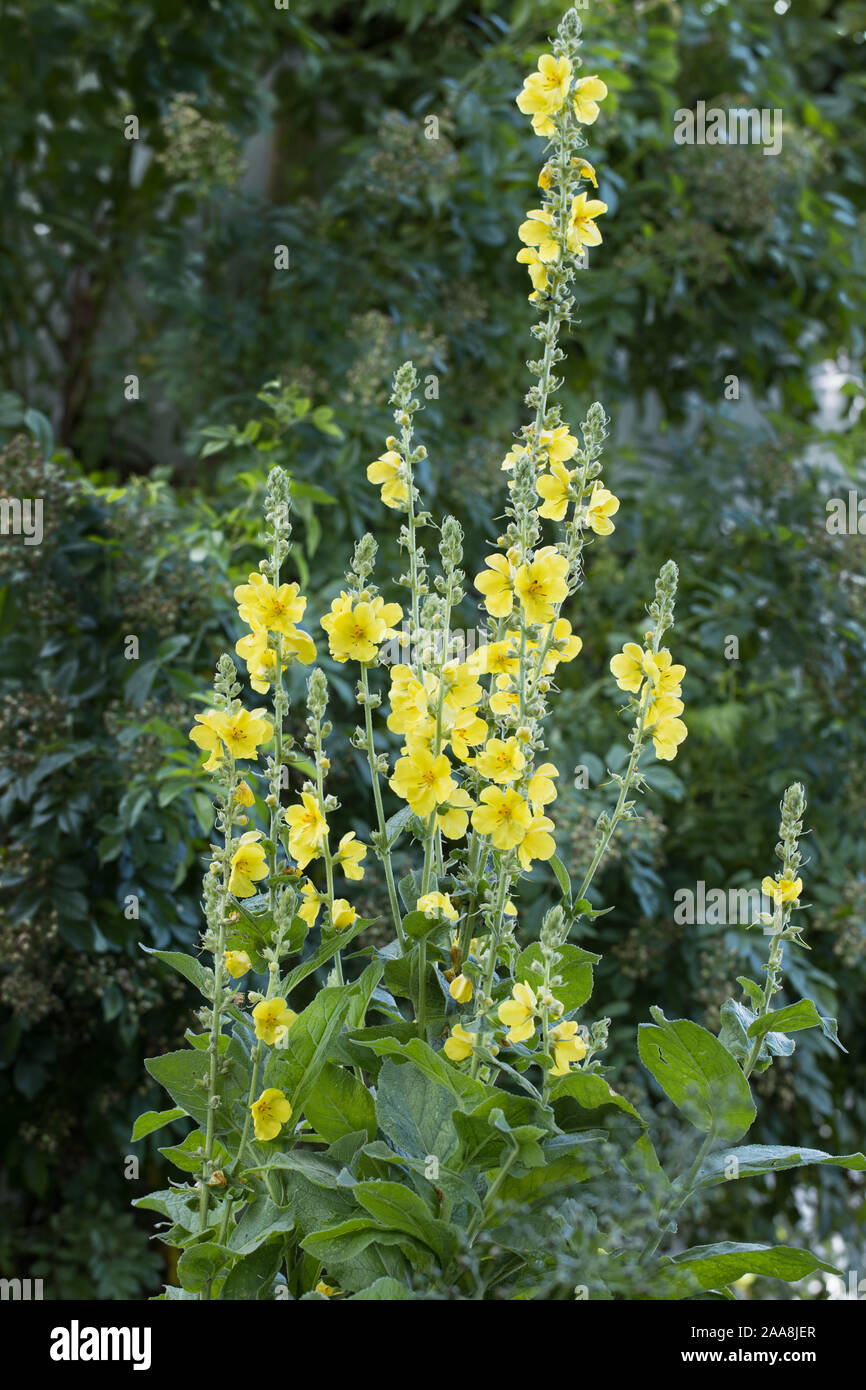 many yellow flowering denseflower mullein (Verbascum densiflorum) with stem and leafs outside in the garden with a natural background of green leafs Stock Photo