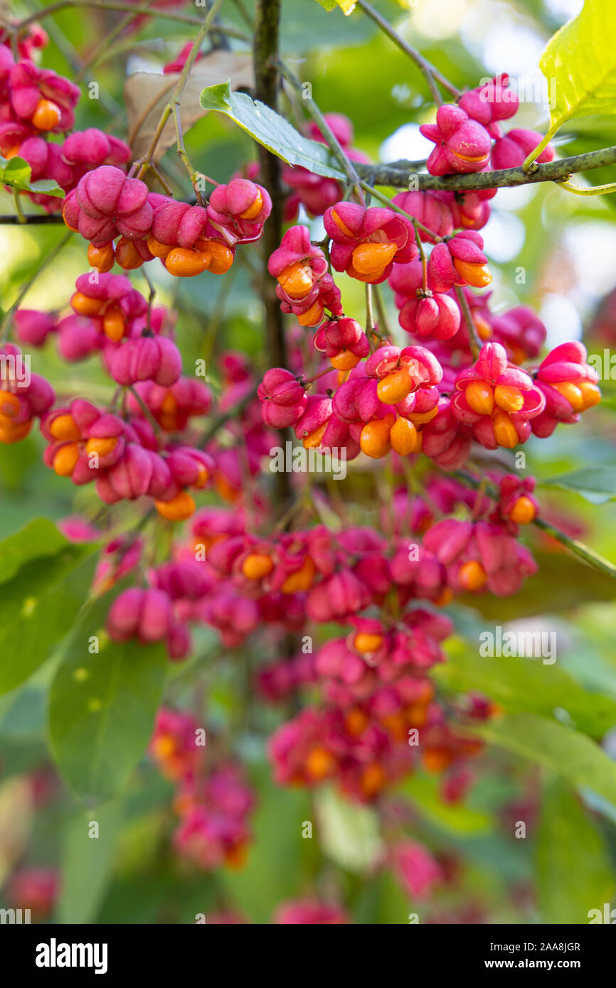 European spindle or Common spindle (Euonymus europaeus) outdoors flowering red and pink with open petals the seeds are visible on a natural green back Stock Photo