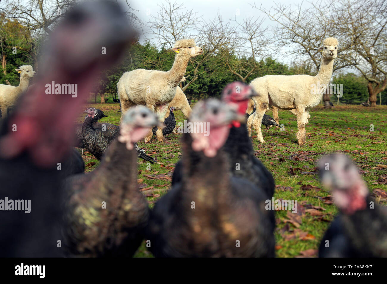 Copas traditional turkeys hi-res stock photography and images - Alamy