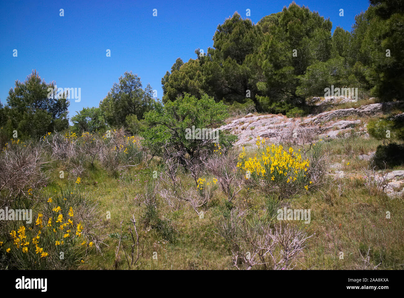 Umbrella or Stone Pine Pinus pinea in typical coastal Mediterranean garrigue habitat Stock Photo