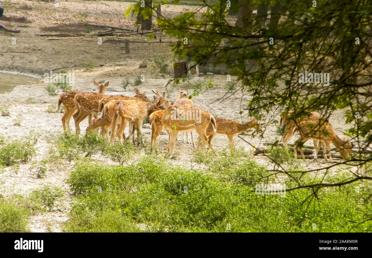 A herd of fallow deer or Chital ( hoofed ruminant mammals – Cervidae family) spotted in the midst Of picturesque greenery forest back drops. Bhadra Wi Stock Photo
