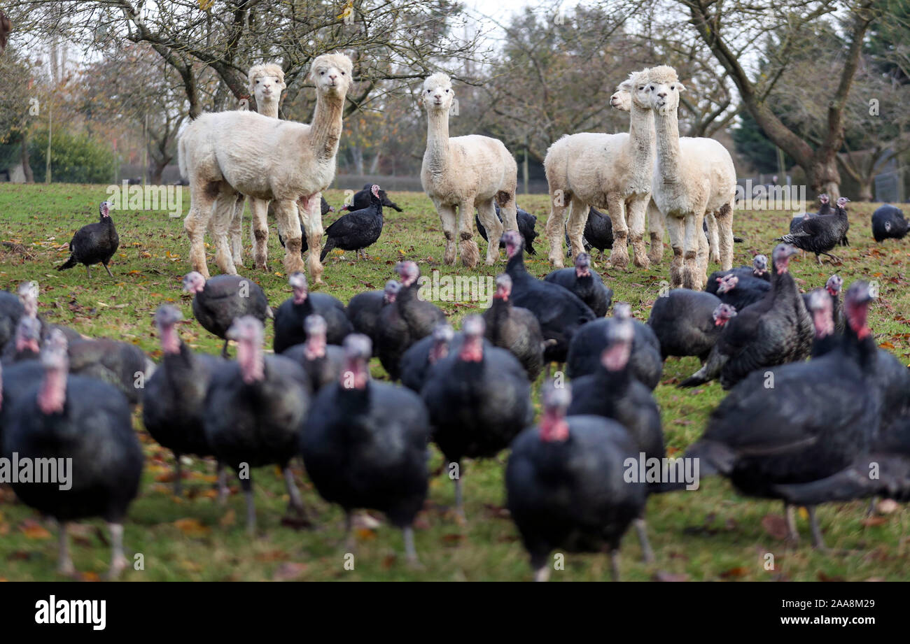 Copas traditional turkeys hi-res stock photography and images - Alamy