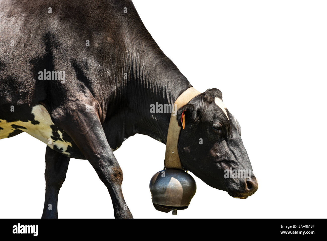 Close-up of a black and white dairy cow with cowbell isolated on white background Stock Photo