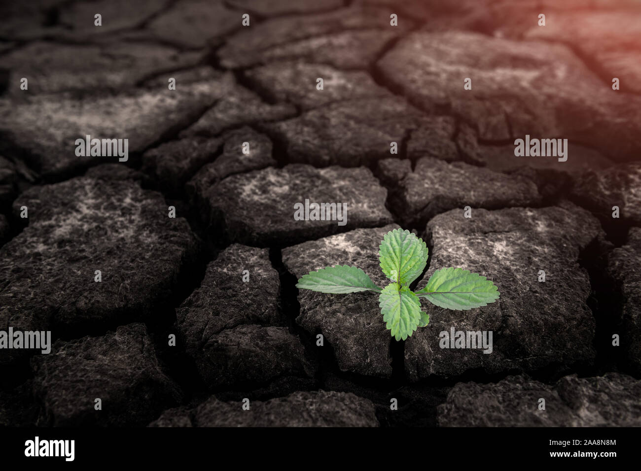 Small plant growing from cracked and dry mud in arid environment land