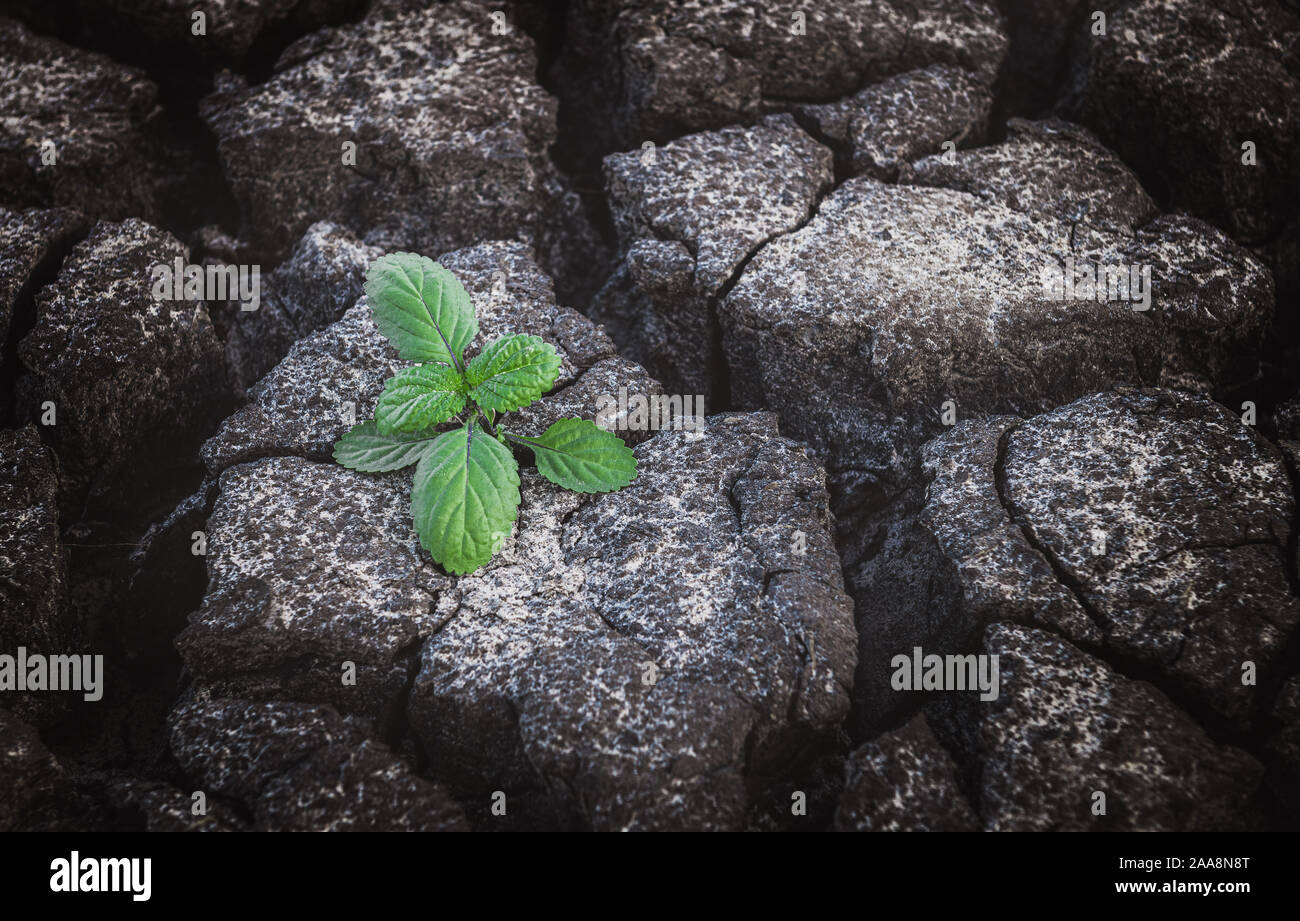 Small plant growing from cracked and dry mud in arid environment land