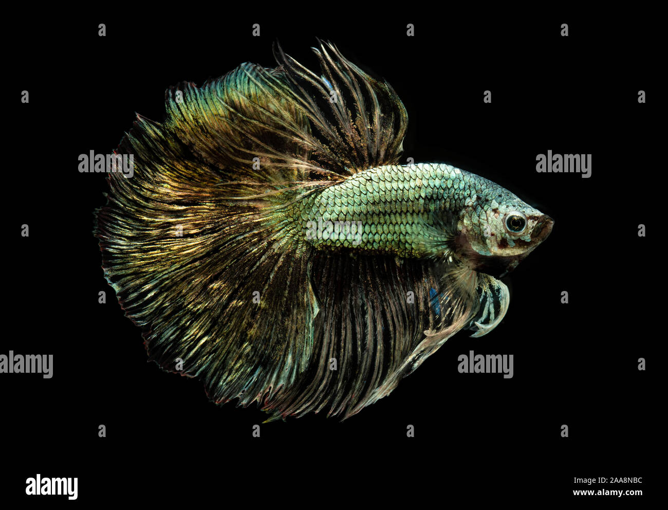 Emerald copper betta or Siamese fighting fish with studio lighting Stock  Photo - Alamy