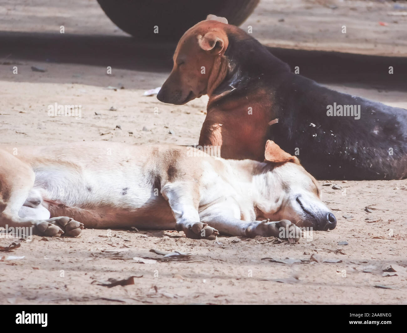 The Common Indian pariah stray dog also called Pure Breeds Native dog or Desi street Dog in the street of Kolkata, India, South Asia Close up portrait Stock Photo