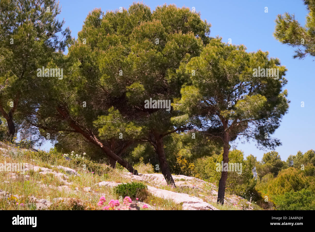 Umbrella or Stone Pine Pinus pinea in typical coastal Mediterranean garrigue habitat Stock Photo
