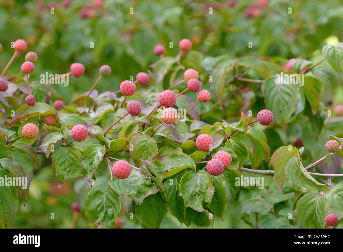 Chinesischer Blumenhartriegel (Cornus kousa 'Satomi') Stock Photo