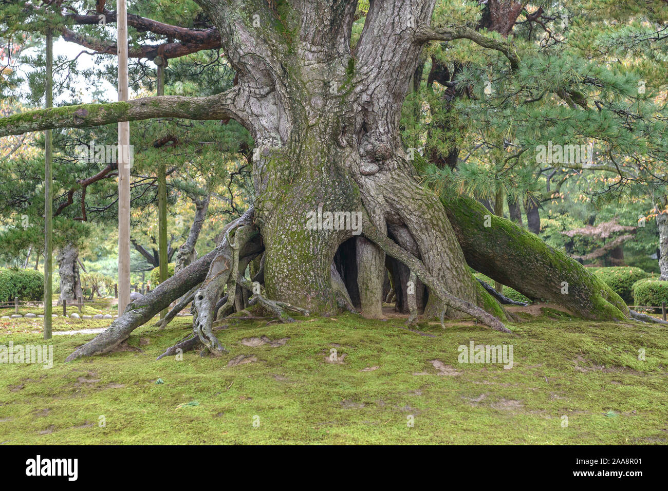 Neagarino-matsu, Japanische Hybrid-Kiefer  (Pinus x densithunbergii) Stock Photo