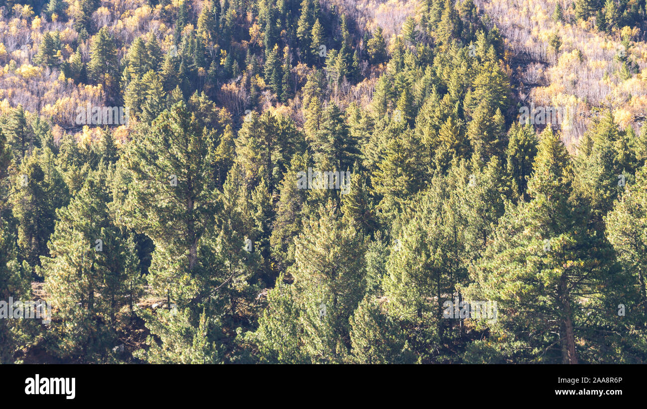 Beautiful Green pine fir forest tree on high mountains background. Yellow autumn trees with coniferous woodland in foreground lit by sun. Foggy hill l Stock Photo