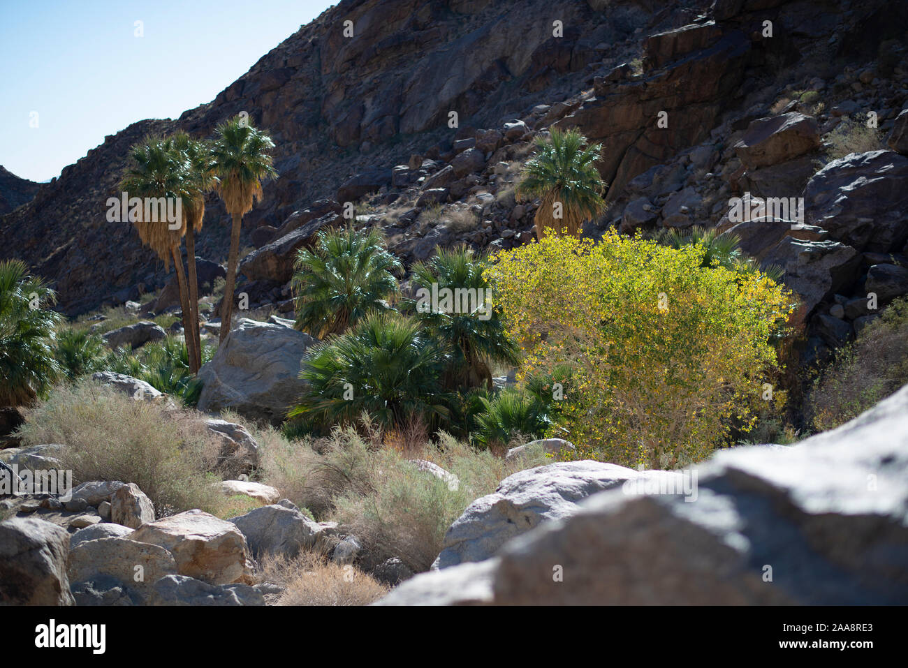 Desert Oasis in Anza Borrego State Park, Palm Canyon Stock Photo