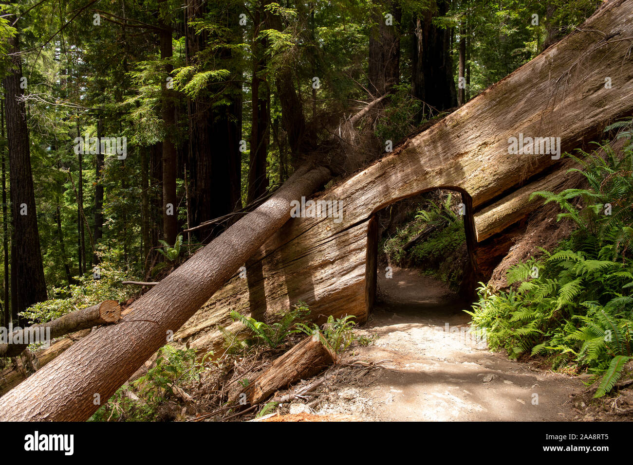 Tree tunnel on Tall Trees Grove trail in Redwood forest Stock Photo