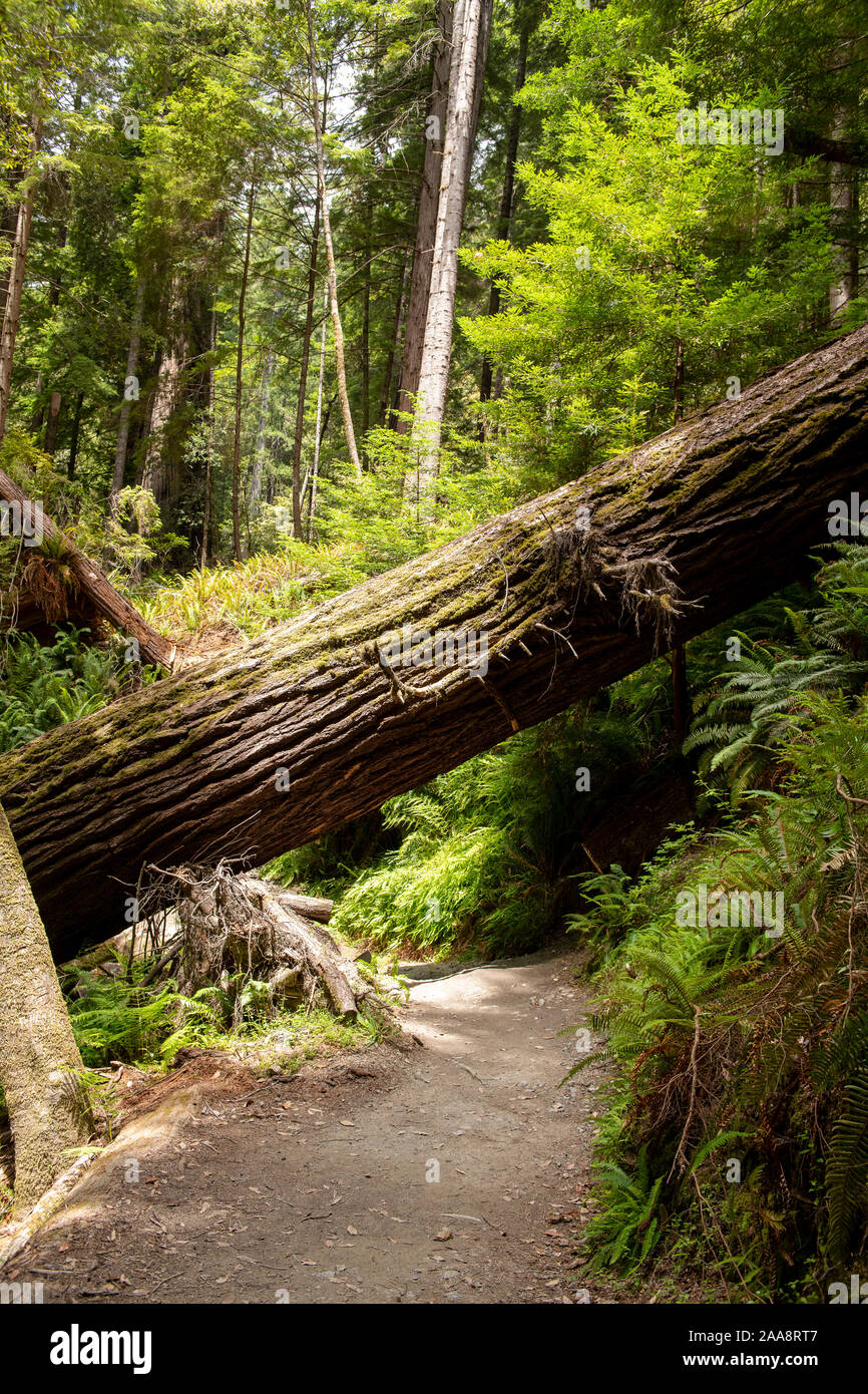 Giant redwood fallen across Tall Trees Grove trail Stock Photo