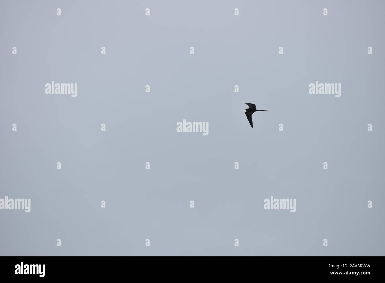 lonely flying bird in a cloudy sky Stock Photo