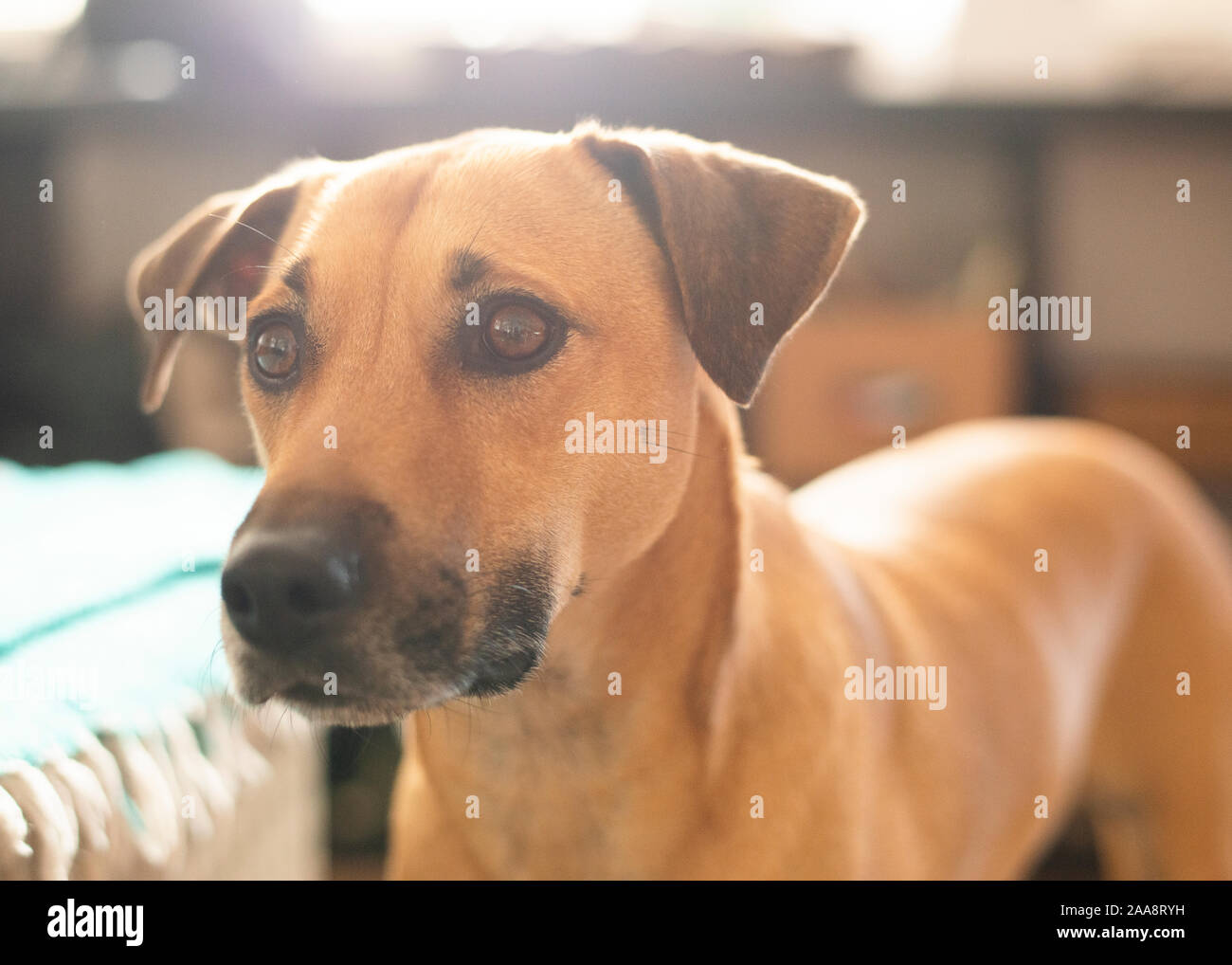 Tan dog with floppy ears and big brown dog eyes Stock Photo