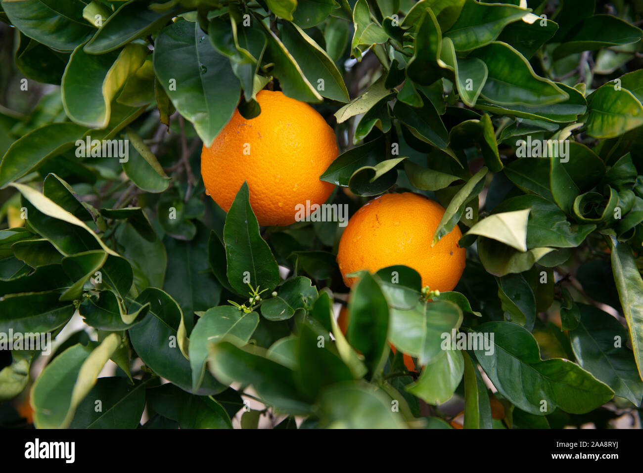 Ripe oranges growing on a tree Stock Photo