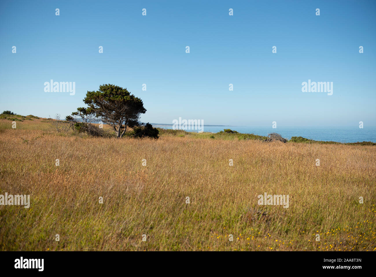 Single pine tree in grasslands along California coast cliffs Stock Photo