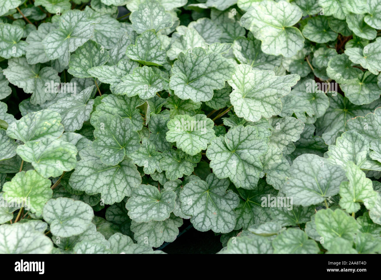 Heuchera americana hires stock photography and images Alamy