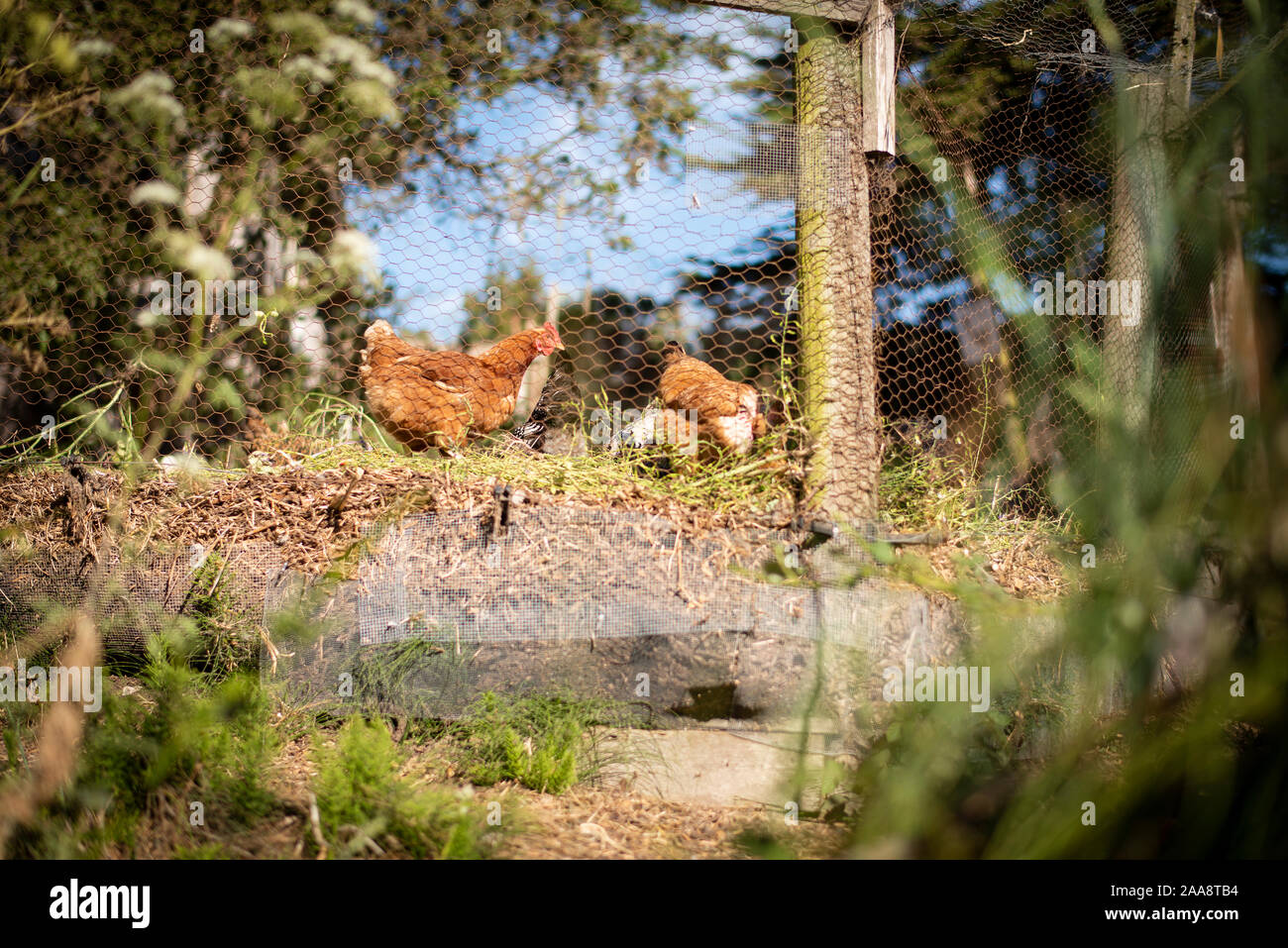 Brown chickens feeding in a rustic coop Stock Photo