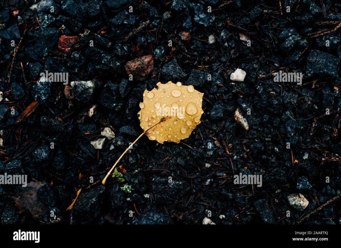 a single yellow leaf on the ground with rain drops on it in fall Stock Photo