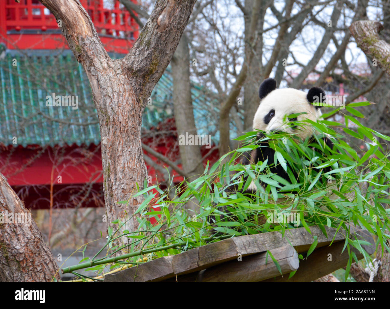 a giant panda eats bamboo near a  pagoda Stock Photo