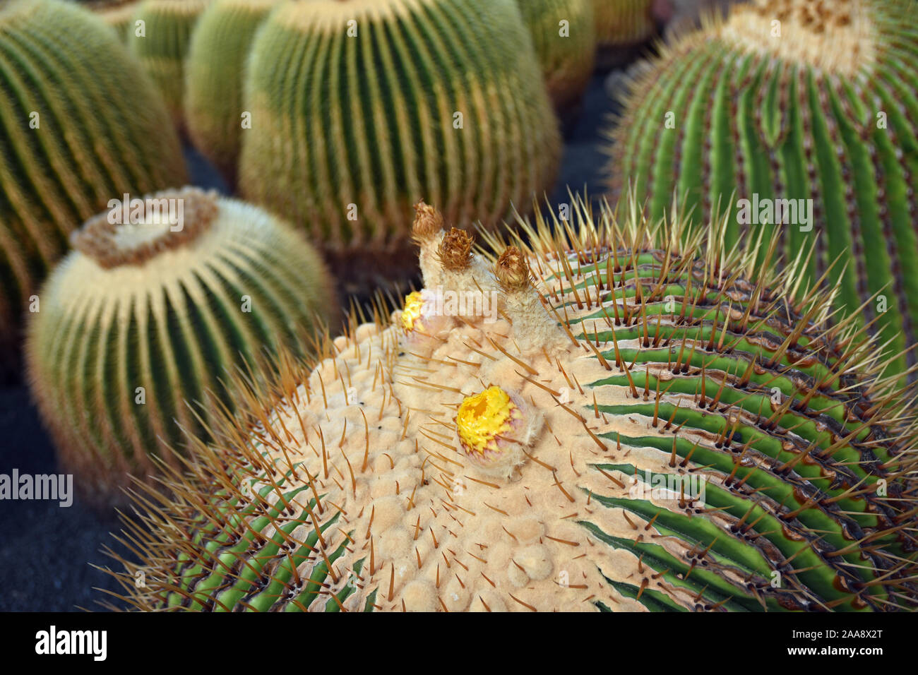 Echinocactus Grusonii cactus plants with budding yellow flower Stock Photo
