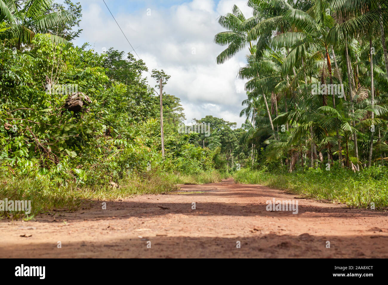 Trail through the Amazon rainforest Stock Photo Alamy