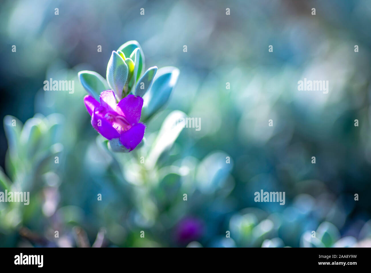 Pink delicate Leucophyllum frutescens flower close-up on a blurred background Stock Photo