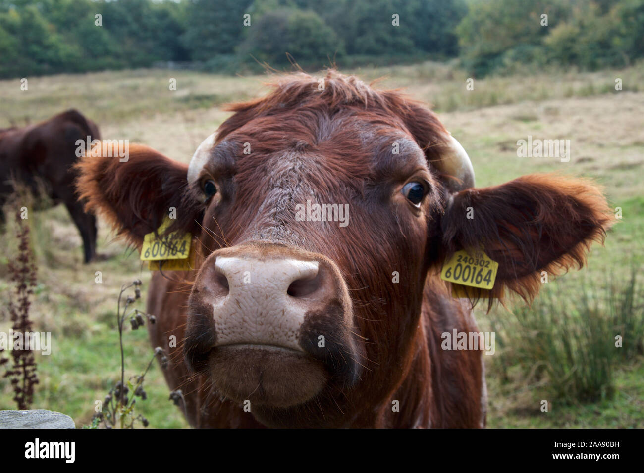 Dexter bullock's face, up close, showing nose, mouth, eyes, ears and short horns. Stock Photo