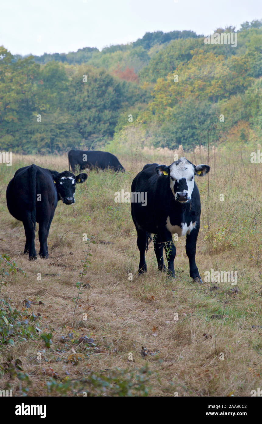 Three Black Hereford young bullocks grazing in a field Stock Photo