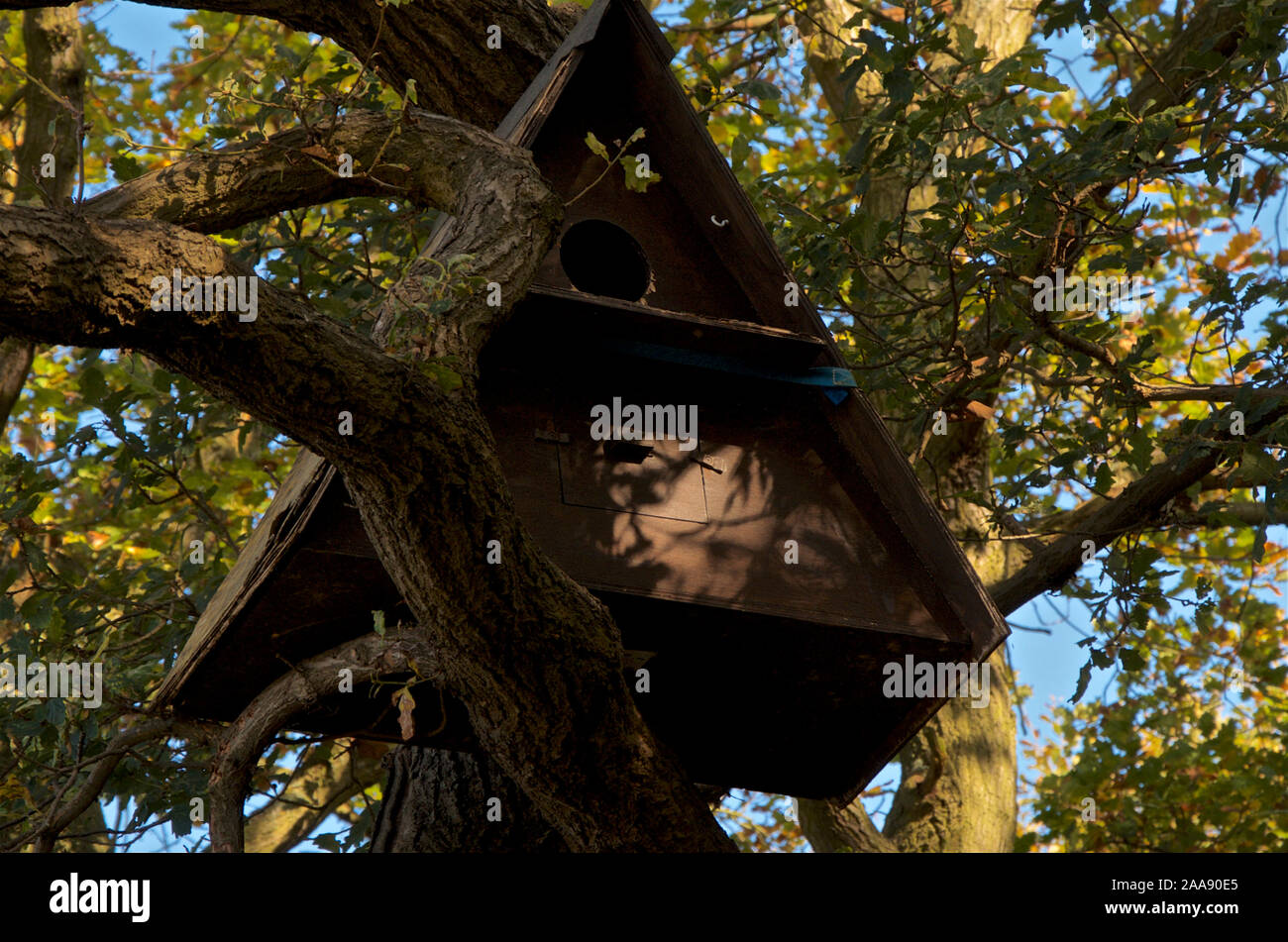 A triangular shaped Owl box in a tree purpose built to encourage owl nesting. Stock Photo