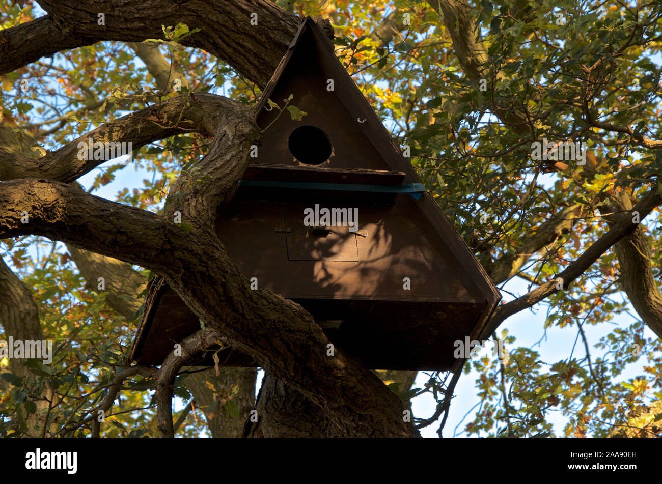 A triangular shaped Owl box in a tree purpose built to encourage owl nesting. Stock Photo
